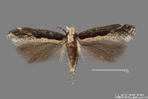  (Aristotelia sp. 11SL - DNA_SL0626)  @14 [ ] Copyright (2017) Sangmi Lee Arizona State University Hasbrouck Insect Collection