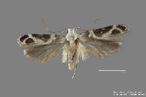  (Gelechiidae_gen sp. 2SL - DNA_SL0627)  @13 [ ] Copyright (2017) Sangmi Lee Arizona State University Hasbrouck Insect Collection