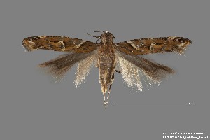  (Aristotelia sp. 6SL - DNA_SL0629)  @14 [ ] Copyright (2017) Sangmi Lee Arizona State University Hasbrouck Insect Collection