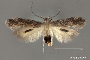  (Aristotelia sp. 9SL - DNA_SL0634)  @13 [ ] Copyright (2017) Sangmi Lee Arizona State University Hasbrouck Insect Collection
