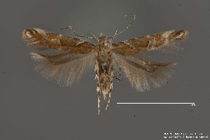 (Aristotelia sp. 15SL - DNA_SL0649)  @11 [ ] Copyright (2017) Sangmi Lee Arizona State University Hasbrouck Insect Collection
