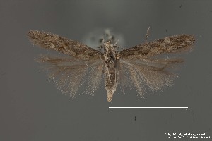  (Aristotelia sp. 20SL - DNA_SL0654)  @11 [ ] Copyright (2017) Sangmi Lee Arizona State University Hasbrouck Insect Collection