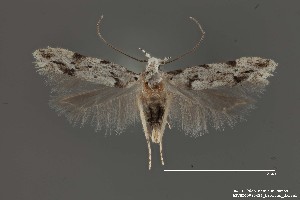  (Sinoe sp. 5SL - DNA_SL0656)  @14 [ ] Copyright (2017) Sangmi Lee Arizona State University Hasbrouck Insect Collection
