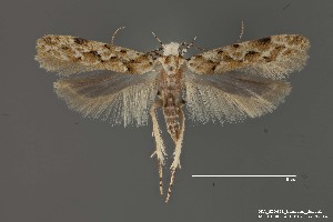  (Sinoe sp. 10SL - DNA_SL0661)  @13 [ ] Copyright (2017) Sangmi Lee Arizona State University Hasbrouck Insect Collection