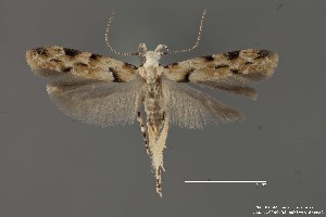  (Sinoe sp. 11SL - DNA_SL0662)  @15 [ ] Copyright (2017) Sangmi Lee Arizona State University Hasbrouck Insect Collection