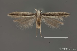  (Gelechiidae_gen sp. 8SL - DNA_SL0666)  @13 [ ] Copyright (2017) Sangmi Lee Arizona State University Hasbrouck Insect Collection