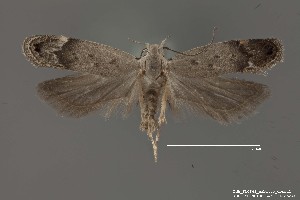 (Anacampsis sp. 1SL - DNA_SL0669)  @14 [ ] Copyright (2017) Sangmi Lee Arizona State University Hasbrouck Insect Collection