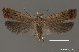  (Anacampsis sp. 4SL - DNA_SL0672)  @14 [ ] Copyright (2017) Sangmi Lee Arizona State University Hasbrouck Insect Collection