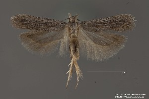  (Gelechia sp. 1SL - DNA_SL0678)  @14 [ ] Copyright (2017) Sangmi Lee Arizona State University Hasbrouck Insect Collection