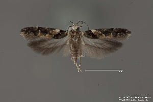  (Telphusa sp. 1SL - DNA_SL0688)  @13 [ ] Copyright (2017) Sangmi Lee Arizona State University Hasbrouck Insect Collection