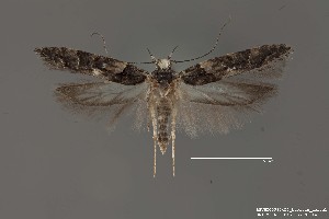  (Telphusa sp. 2SL - DNA_SL0690)  @14 [ ] Copyright (2017) Sangmi Lee Arizona State University Hasbrouck Insect Collection