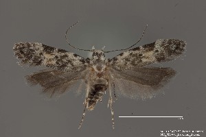  (Anacampsis sp. 7SL - DNA_SL0693)  @13 [ ] Copyright (2017) Sangmi Lee Arizona State University Hasbrouck Insect Collection