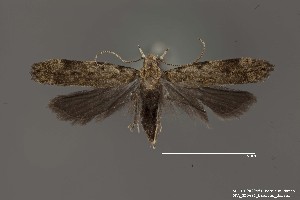  (Anacampsis sp. 8SL - DNA_SL0694)  @14 [ ] Copyright (2017) Sangmi Lee Arizona State University Hasbrouck Insect Collection