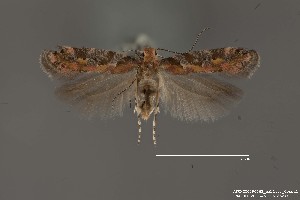  (Aristotelia sp. 22SL - DNA_SL0695)  @13 [ ] Copyright (2017) Sangmi Lee Arizona State University Hasbrouck Insect Collection