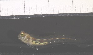  ( - RH1061)  @11 [ ] No Rights Reserved  Roi Holzman The Interuniversity Institute for Marine Sciences Eilat
