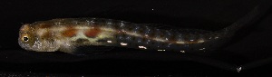  ( - RH1066)  @11 [ ] No Rights Reserved  Roi Holzman The Interuniversity Institute for Marine Sciences Eilat