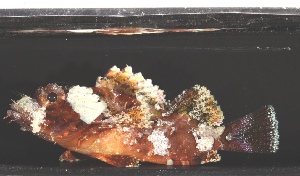  (Scorpaenopsis barbata - RH1073)  @11 [ ] No Rights Reserved  Roi Holzman The Interuniversity Institute for Marine Sciences Eilat