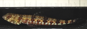  ( - SMNHTAU P.15254)  @11 [ ] No Rights Reserved  Roi Holzman The Interuniversity Institute for Marine Sciences Eilat