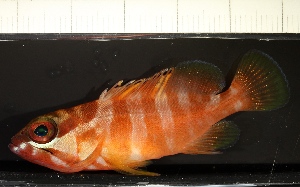  ( - SMNHTAU P.15258)  @11 [ ] No Rights Reserved  Roi Holzman The Interuniversity Institute for Marine Sciences Eilat