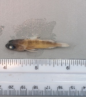  ( - SMNHTAU P.15258)  @11 [ ] No Rights Reserved  Roi Holzman The Interuniversity Institute for Marine Sciences Eilat