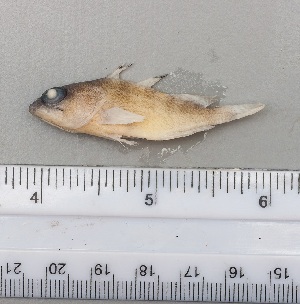  ( - SMNHTAU P.15258)  @11 [ ] No Rights Reserved  Roi Holzman The Interuniversity Institute for Marine Sciences Eilat