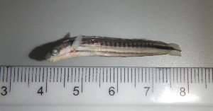  ( - SMNHTAU P.15290)  @11 [ ] No Rights Reserved  Roi Holzman The Interuniversity Institute for Marine Sciences Eilat