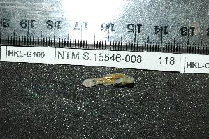  (Pseudogobius sp. 3 - HKL-G98)  @12 [ ] Unspecified (default): All Rights Reserved  Unspecified Unspecified