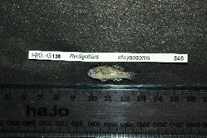  (Redigobius chrysosoma - HKL-G136)  @12 [ ] Unspecified (default): All Rights Reserved  Unspecified Unspecified