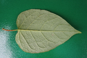  (Fallopia x bohemica - KL-183979)  @11 [ ] Copyright (2018) E.C.O. Institute of Ecology E.C.O. Institute of Ecology