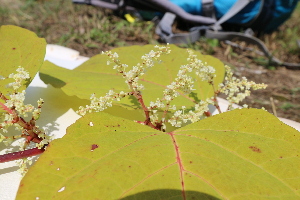  (Reynoutria japonica - KL-183896)  @11 [ ] Copyright (2018) E.C.O. Institute of Ecology E.C.O. Institute of Ecology