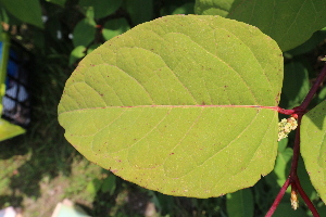  (Fallopia japonica - KL-183896)  @11 [ ] Copyright (2018) E.C.O. Institute of Ecology E.C.O. Institute of Ecology