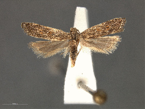  (Helcystogramma chambersella - SL0325)  @13 [ ] CreativeCommons - Attribution (2010) CBG Photography Group Centre for Biodiversity Genomics