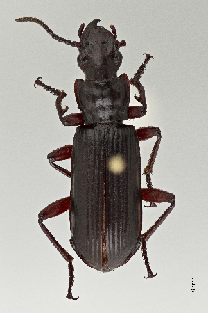  ( - DNA4727)  @11 [ ] Unspecified (default): All Rights Reserved  Unspecified University of Arizona, Insect Collection