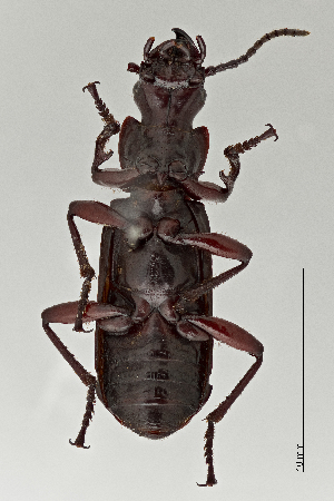  ( - DNA4727)  @11 [ ] Unspecified (default): All Rights Reserved  Unspecified University of Arizona, Insect Collection