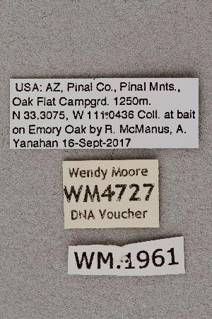  ( - DNA4727)  @11 [ ] Unspecified (default): All Rights Reserved  Unspecified University of Arizona, Insect Collection