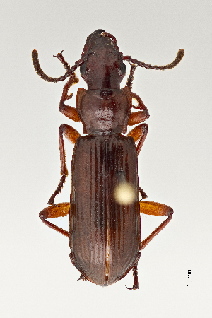  ( - DNA4704)  @11 [ ] Unspecified (default): All Rights Reserved  Unspecified University of Arizona, Insect Collection
