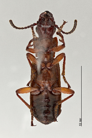  ( - DNA4704)  @11 [ ] Unspecified (default): All Rights Reserved  Unspecified University of Arizona, Insect Collection