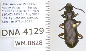  (Goniotropis kuntzeni - DNA4129)  @11 [ ] Unspecified (default): All Rights Reserved  Unspecified University of Arizona, Insect Collection