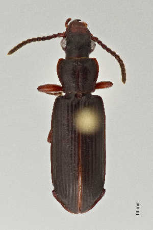  ( - DNA4130)  @11 [ ] Unspecified (default): All Rights Reserved  Unspecified University of Arizona, Insect Collection