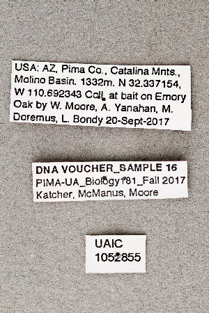  ( - PIMAUA0016)  @11 [ ] Unspecified (default): All Rights Reserved  Unspecified University of Arizona, Insect Collection