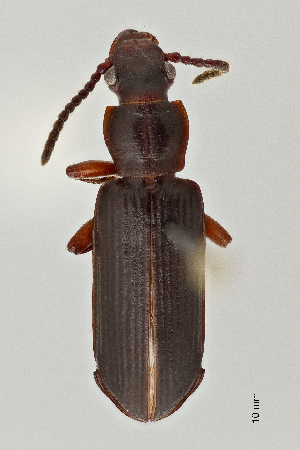  ( - PIMAUA0009)  @11 [ ] Unspecified (default): All Rights Reserved  Unspecified University of Arizona, Insect Collection