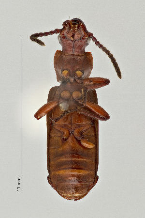  ( - PIMAUA0009)  @11 [ ] Unspecified (default): All Rights Reserved  Unspecified University of Arizona, Insect Collection