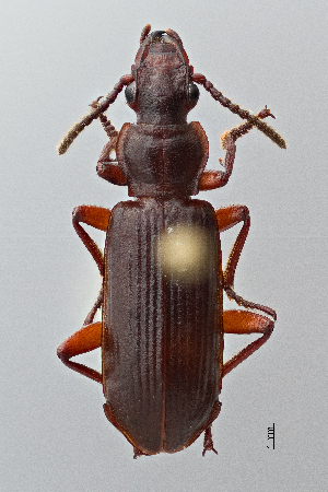  ( - DNA4130)  @11 [ ] Unspecified (default): All Rights Reserved  Unspecified University of Arizona, Insect Collection