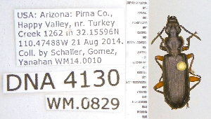  ( - DNA4130)  @11 [ ] Unspecified (default): All Rights Reserved  Unspecified University of Arizona, Insect Collection