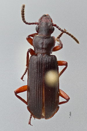  ( - DNA4132)  @11 [ ] Unspecified (default): All Rights Reserved  Unspecified University of Arizona, Insect Collection