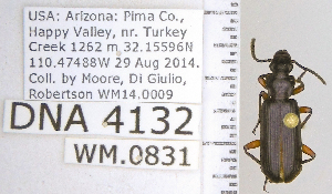  ( - DNA4132)  @11 [ ] Unspecified (default): All Rights Reserved  Unspecified University of Arizona, Insect Collection