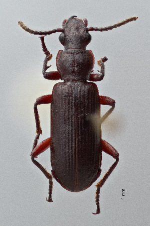  ( - DNA1948)  @11 [ ] Unspecified (default): All Rights Reserved  Unspecified University of Arizona, Insect Collection