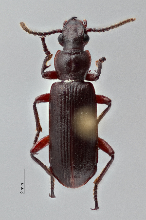  ( - DNA1948)  @11 [ ] Unspecified (default): All Rights Reserved  Unspecified University of Arizona, Insect Collection