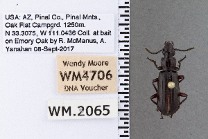  ( - DNA4706)  @11 [ ] Unspecified (default): All Rights Reserved  Unspecified University of Arizona, Insect Collection