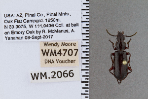  ( - DNA4707)  @11 [ ] Unspecified (default): All Rights Reserved  Unspecified University of Arizona, Insect Collection